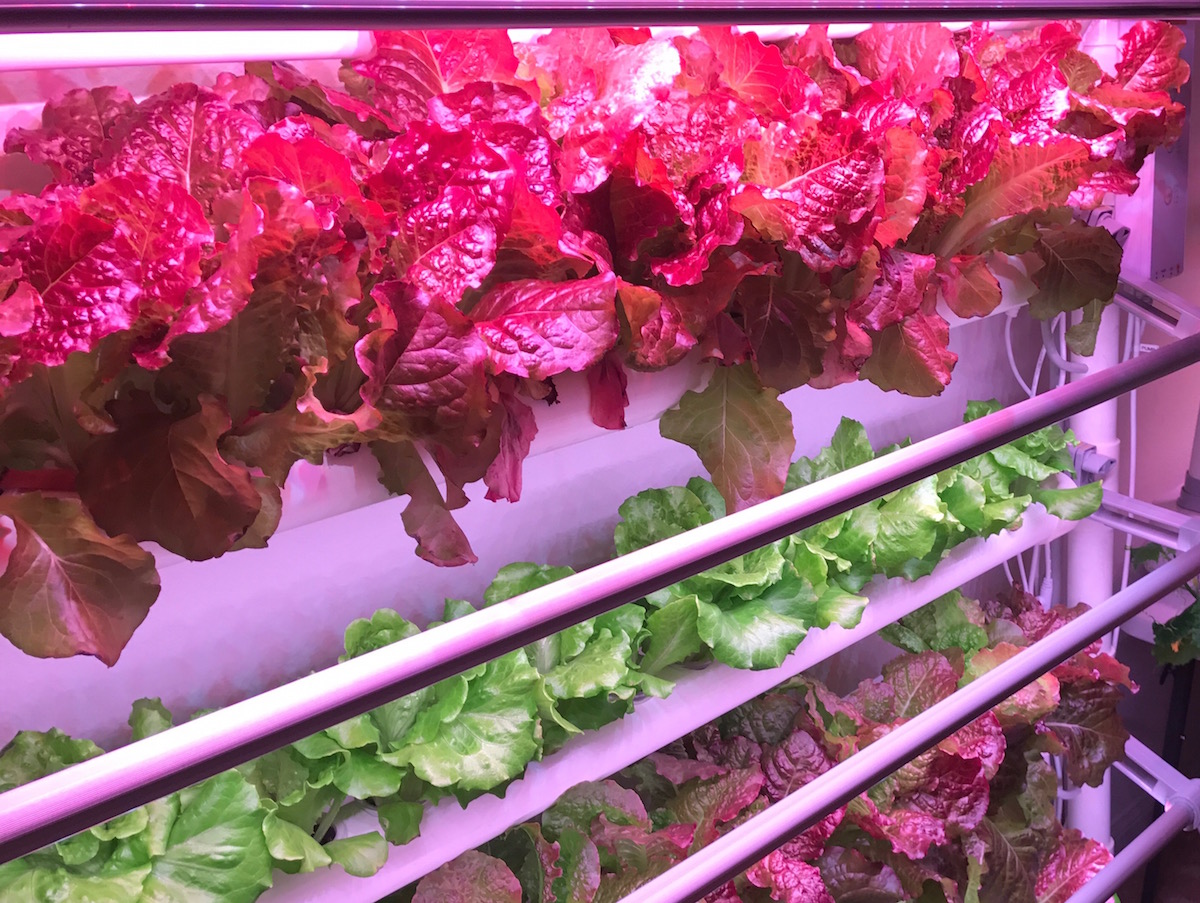 Hydroponics